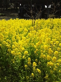 千葉公園の菜の花