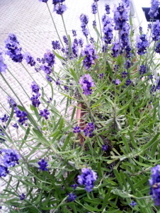 160601_164626.jpg